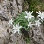 20_un magnifico ceppo di stelle alpine