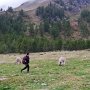 10_Poi si mettono a rincorrere due alpaca