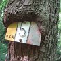 il n. 5 (che nessuno ha ancora mai fatto), con l'albero che si sta mangiando il cartello